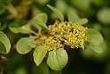David Plant Photography - Wildlife Photography - Buckthorn - A